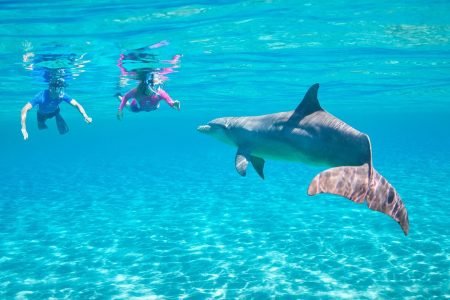 Sataya Dolphin Reef Snorkeling Adventure – Swim with Dolphins in the Red Sea