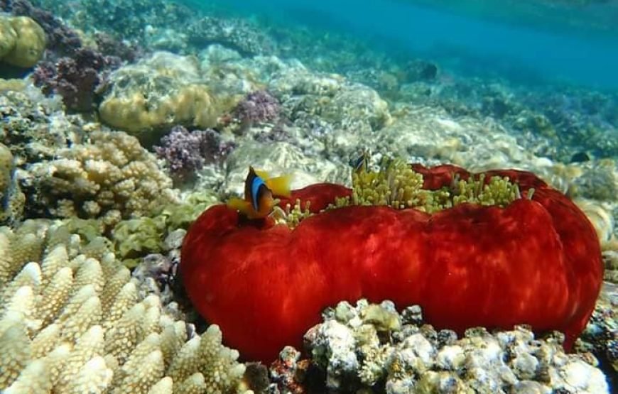 Sharm el Lulli & Wadi El Qulaan – Nature Escape & Serene Snorkeling