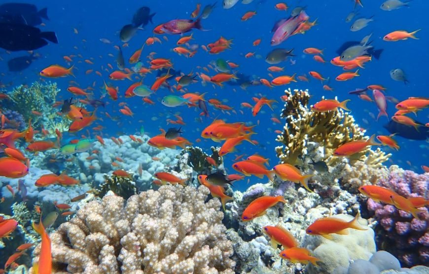 Sharm el Lulli & Wadi El Qulaan – Nature Escape & Serene Snorkeling