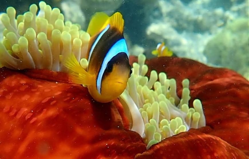 Sharm el Lulli & Wadi El Qulaan – Nature Escape & Serene Snorkeling