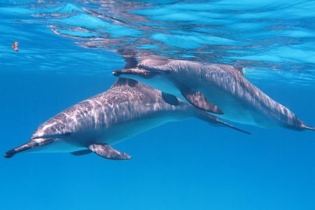 Dolphin House Samadai Reef Snorkeling Trip – Swim with Wild Dolphins!
