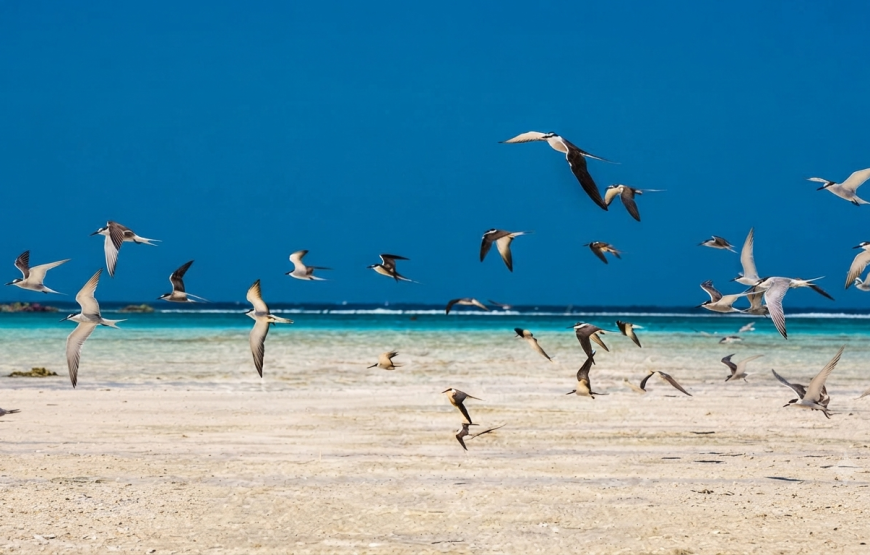 Hamata islands- the Egyptian Maldives