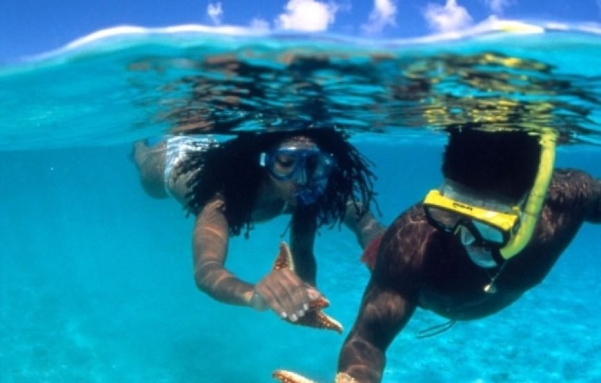 Sataya Dolphin Reef Snorkeling Adventure – Swim with Dolphins in the Red Sea