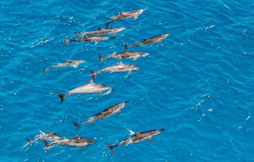 Dolphin House Samadai Reef Snorkeling Trip – Swim with Wild Dolphins!