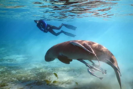 Marsa Mubarak Snorkeling – Swim with Dugongs & Turtles