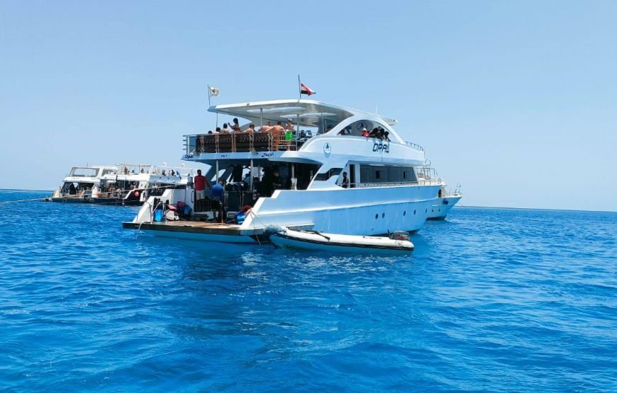 Dolphin House Samadai Reef Snorkeling Trip – Swim with Wild Dolphins!