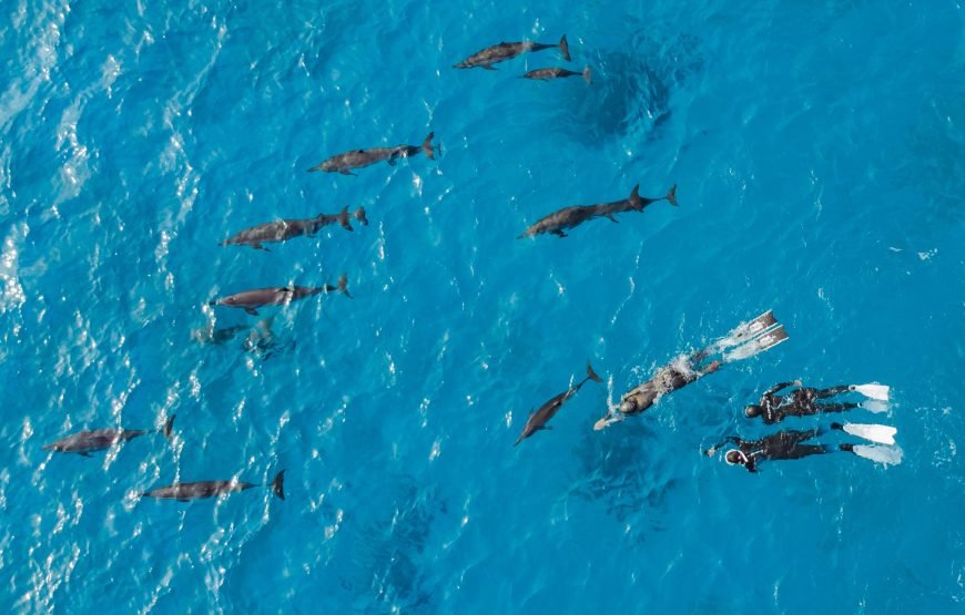 Dolphin House Samadai Reef Snorkeling Trip – Swim with Wild Dolphins!
