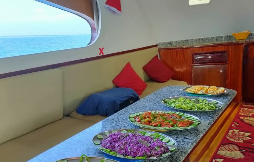 Dolphin House Samadai Reef Snorkeling Trip – Swim with Wild Dolphins!