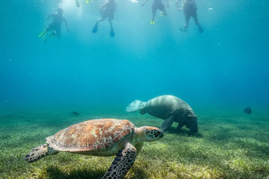 Marsa Mubarak Snorkeling – Swim with Dugongs & Turtles