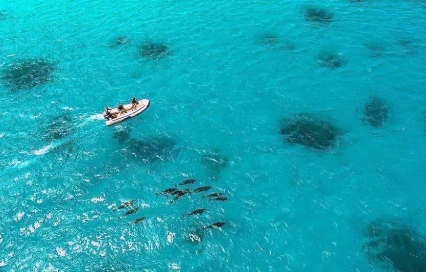 Sataya Dolphin Reef Snorkeling Adventure – Swim with Dolphins in the Red Sea