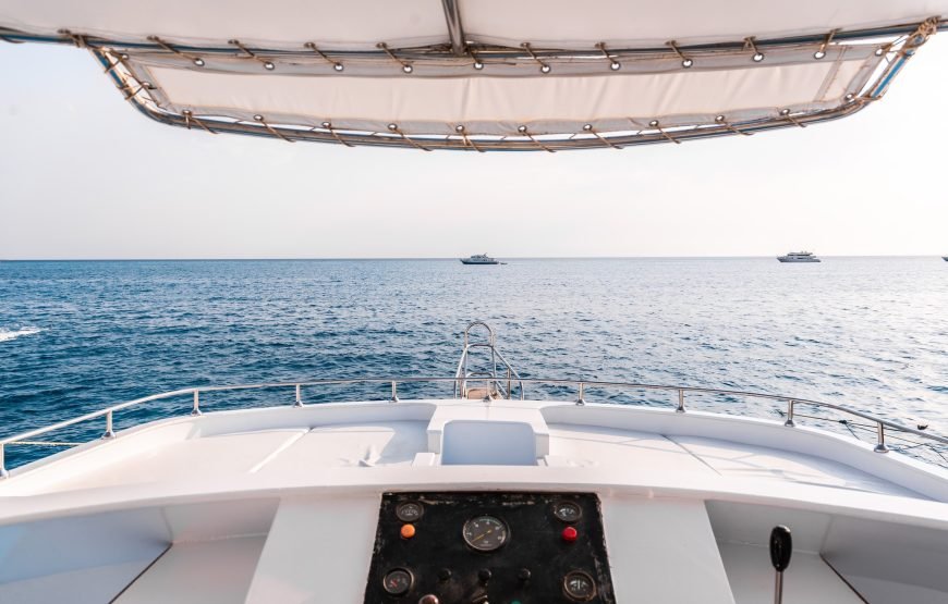 Sataya Dolphin Reef Snorkeling Adventure – Swim with Dolphins in the Red Sea
