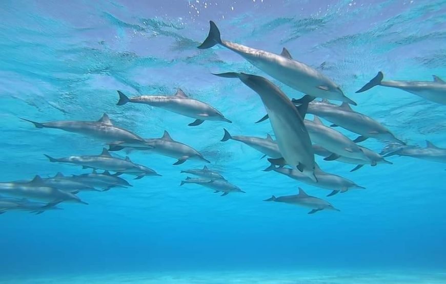 Sataya Dolphin Reef Snorkeling Adventure – Swim with Dolphins in the Red Sea