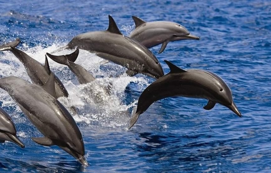 Sataya Dolphin Reef Snorkeling Adventure – Swim with Dolphins in the Red Sea
