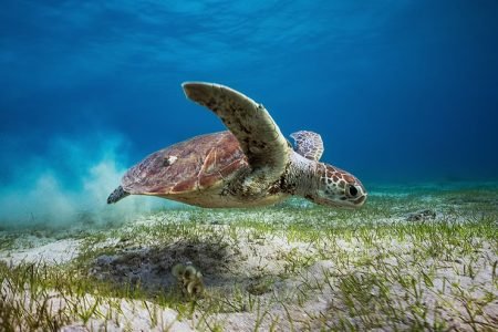 Abu Dabbab: The Bay of Turtles & Dugongs