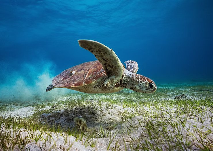 Snorkel with Turtles & Dugongs